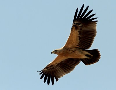 Greater Spotted Eagle  Aquila clanga