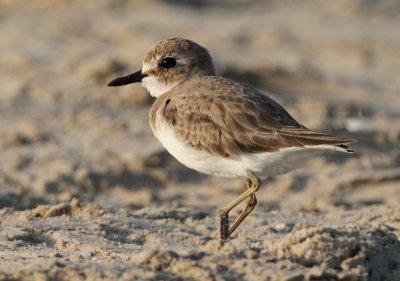 Greater Sand-Plover  Charadrius leschenaultii