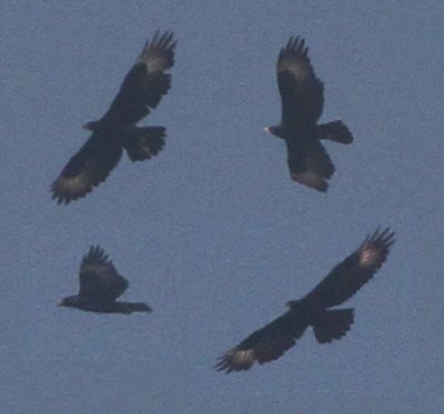 Verreaux's Eagle  Aquila verreauxii