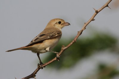 Isabelline Shrike Lanius isabellinus ssp