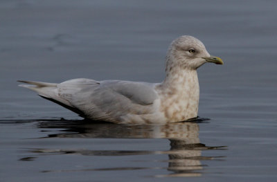 Vitvingad trut	Larus glaucoides	Iceland Gull 