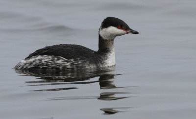 Svarthakedopping	Podiceps auritus	Horned Grebe 