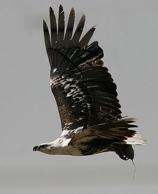 African Fish-eagle (Halliaeetus vocifer)