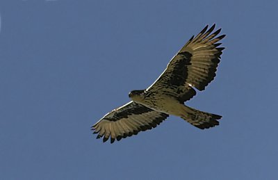 African Hawk Eagle (Aquila spilogaster)