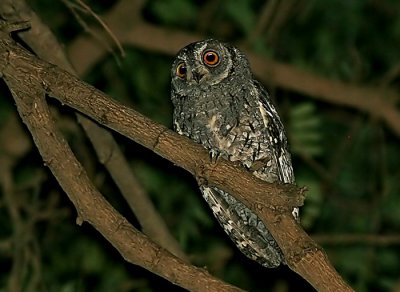 African Scopa-Owl (Otus senegalensis)
