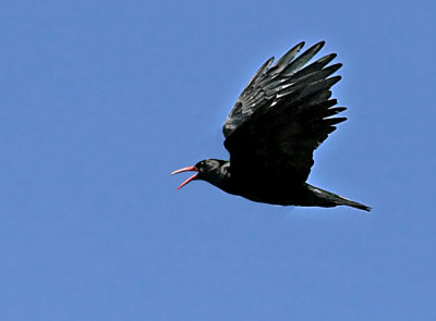 Red-billed Crow (Pyrrhocorax pyrrhocorax)