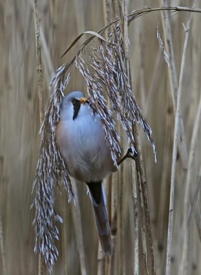 Bearded Reedling (Panurus biarmicus )