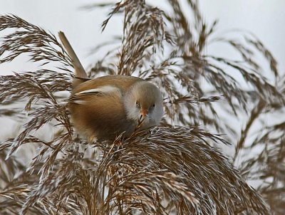 Bearded Reedling (Panurus biarmicus )