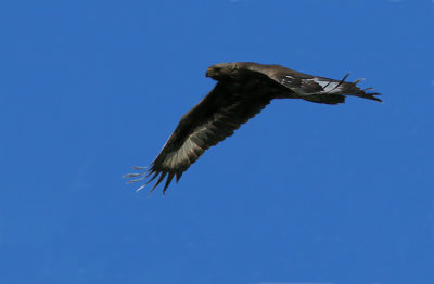 Golden Eagle (Aquila crysaetos)