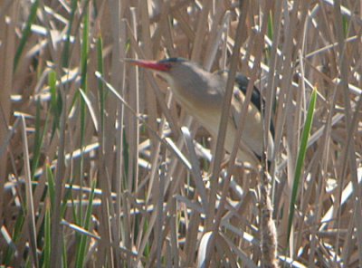 Little Bittern (Dvärgrördrom)