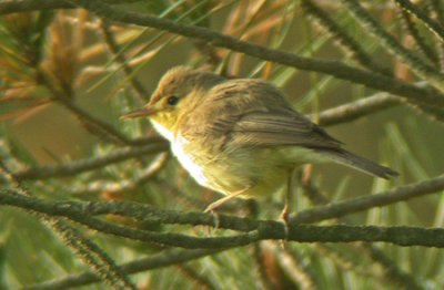 Melodious Warbler (Polyglottsngare)