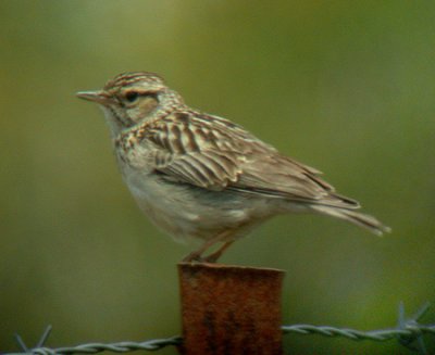 Wood Lark (Lullula arborea)