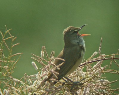 Great Reed Warbler (Acrocephalus arundinaceus)