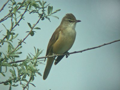 Great Reed Warbler (Acrocephalus arundinaceus)