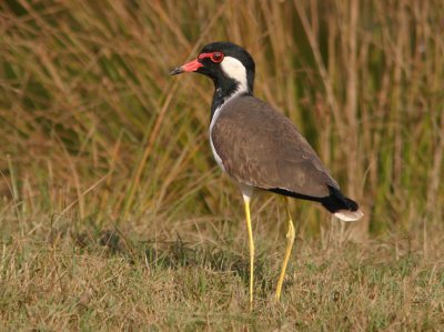 Red-wattled Lapwing (Rdflikvipa)