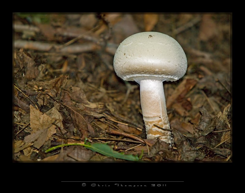 IGP2082 copy.jpg