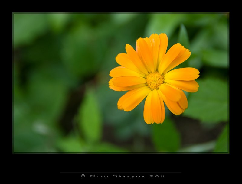 IGP2232 copy.jpg