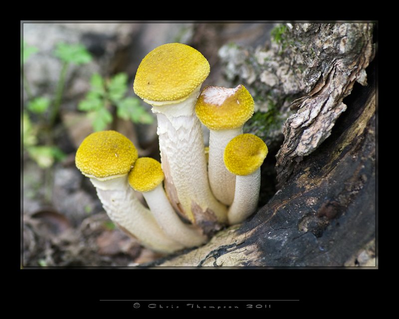 IGP2236 copy.jpg