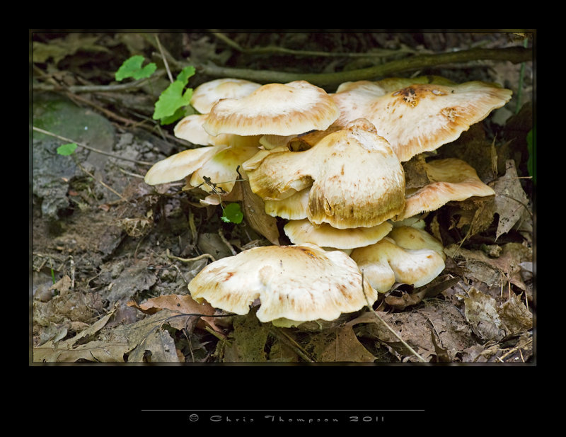IGP2255 copy.jpg