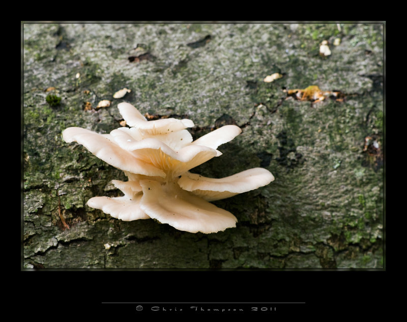 IGP2352 copy.jpg