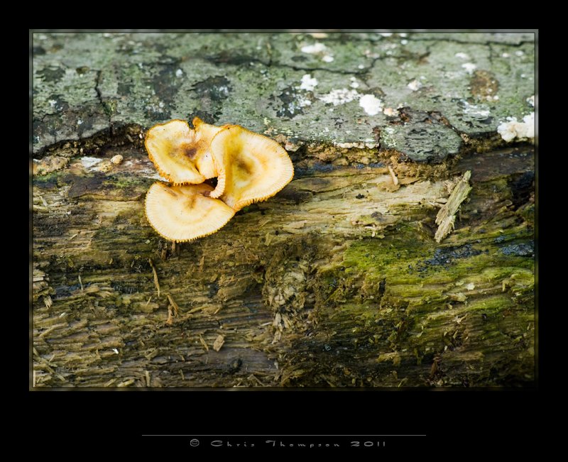 IGP2362 copy.jpg