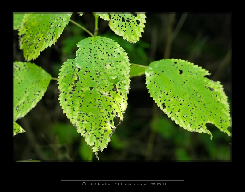 IGP2380 copy.jpg