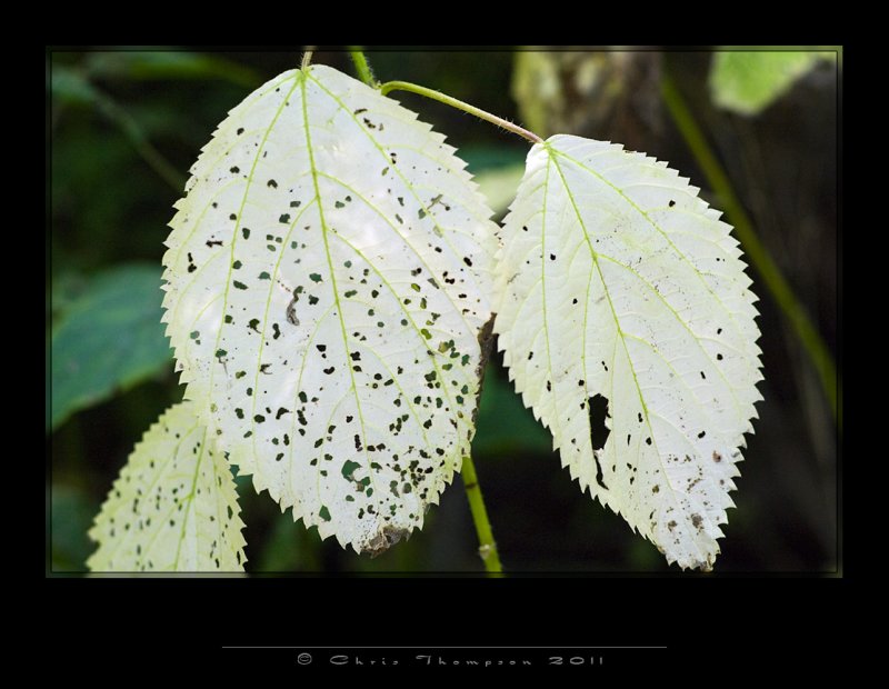 IGP2384 copy.jpg
