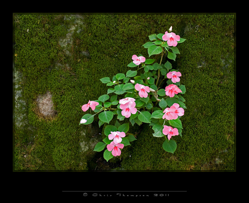 IGP2405 copy.jpg