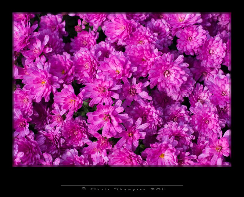 IGP2526 copy.jpg