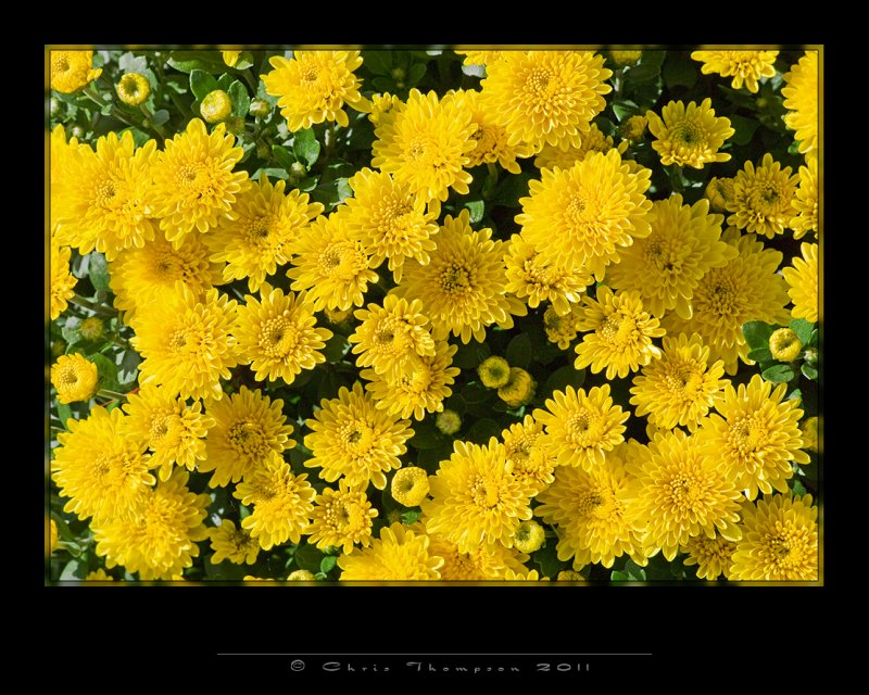 IGP2554 copy.jpg