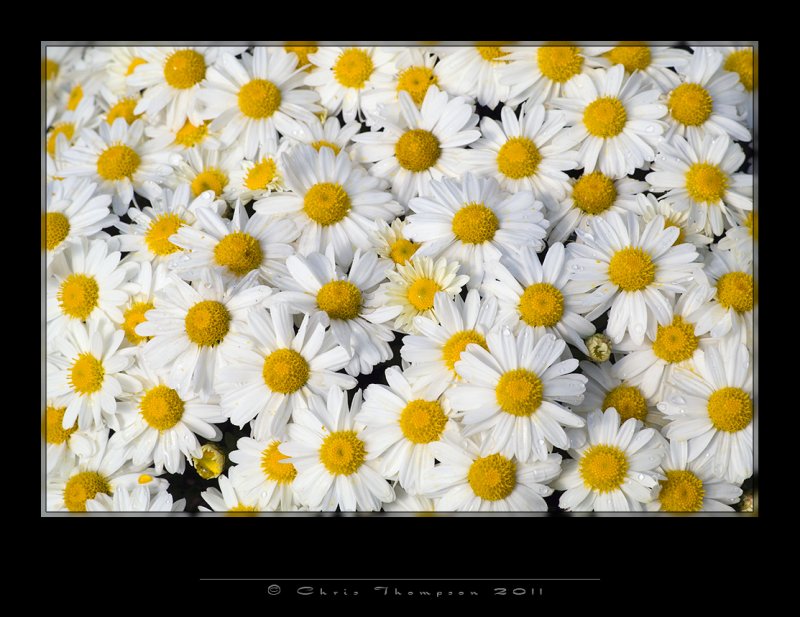 IGP2562 copy.jpg