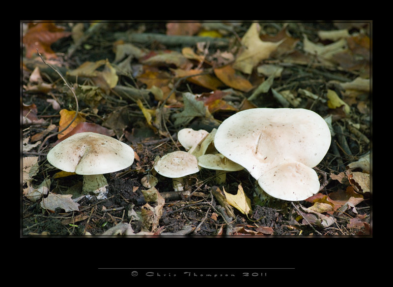 IGP2607 copy.jpg