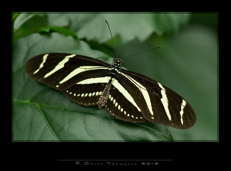 IGP0174 copy.jpg