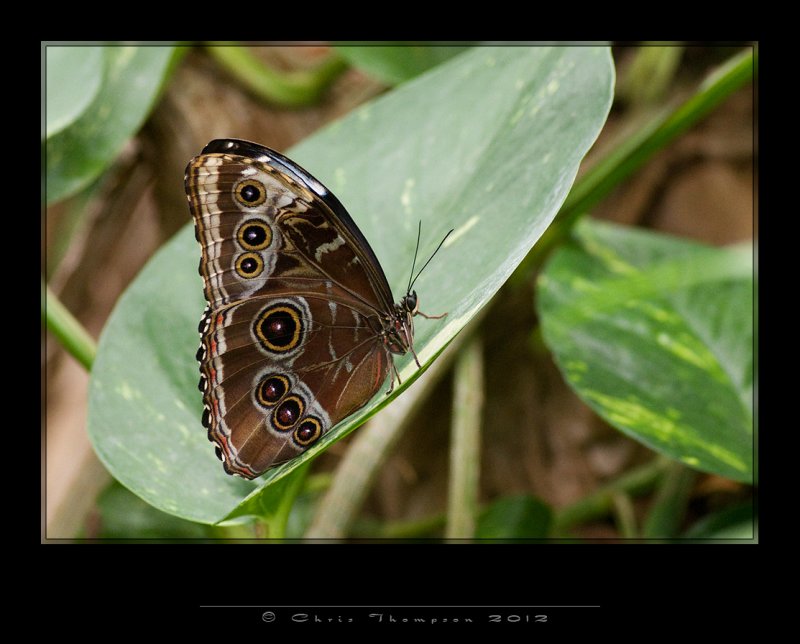 IGP0179 copy.jpg
