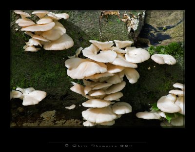 IGP2356 copy.jpg