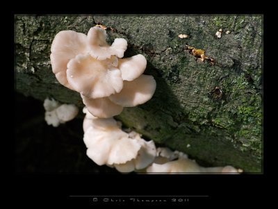 IGP2358 copy.jpg