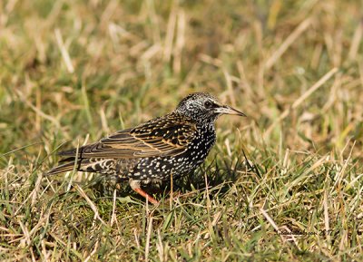 Stare (Sturnus vulgaris)