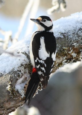 Great Spotted Woodpecker  Strre hackspett  (Dendrocopos major)