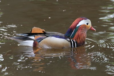 Mandarin Duck  Mandarinand  (Aix galericulata) 2011