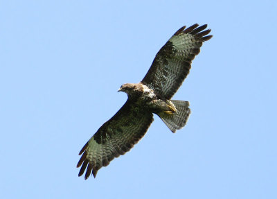 Common Buzzard  Ormvrk  (Buteo buteo)