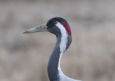 Common Crane  Trana  (Grus grus)