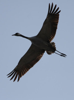 Common Crane  Trana  (Grus grus)