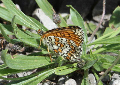 Glanville Fritillary  nsntfjril  (Melitaea cinxia)