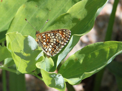 False Heath Fritillary  Sotntfjril  (Melitaea diamina)