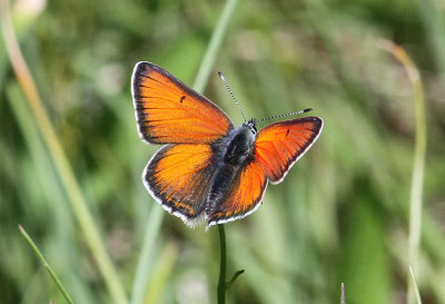 Purple-edged Copper  Violettkantad guldvinge  (Lycaena hippothoe)