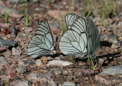 Black-veined White  Hagtornsfjril  (Aporia crataegi)