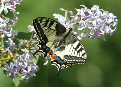 Swallowtail  Makaonfjril  (Papilio machaon)