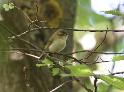 Greenish Warbler Lundsångare (Phylloscopus trochiloides)