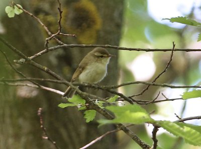 Greenish Warbler  Lundsngare  (Phylloscopus trochiloides)