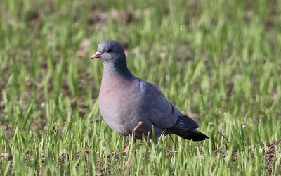 Stock Dove  Skogsduva  (Columba oenas)